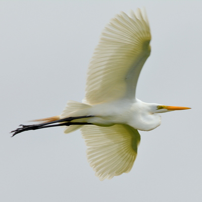 Great Egret (2)